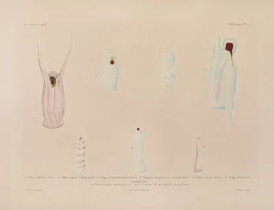 Voyage Autour Du Monde Pl 050