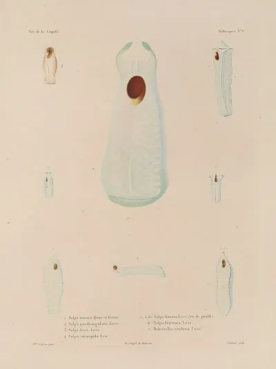 Voyage Autour Du Monde Pl 051