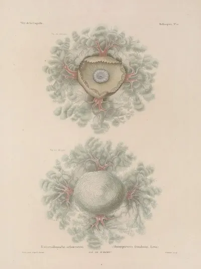 Voyage Autour Du Monde Pl 057