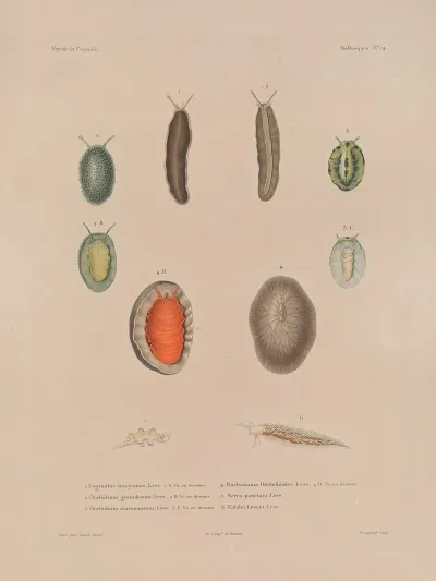 Voyage Autour Du Monde Pl 059
