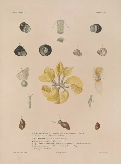 Voyage Autour Du Monde Pl 061