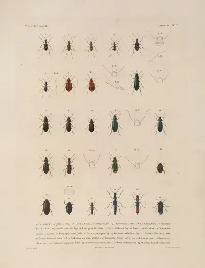 Voyage Autour Du Monde Pl 066