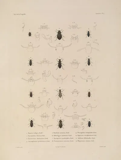 Voyage Autour Du Monde Pl 069
