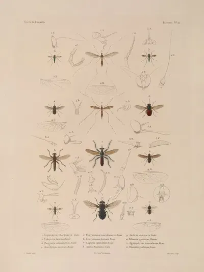 Voyage Autour Du Monde Pl 086