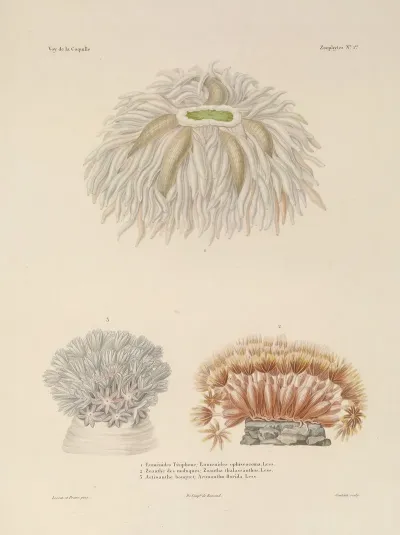 Voyage Autour Du Monde Pl 088