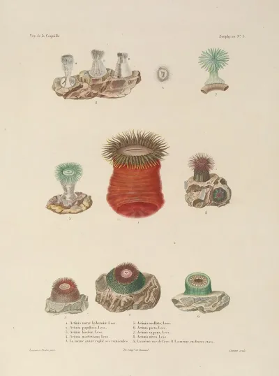 Voyage Autour Du Monde Pl 090