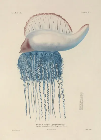 Voyage Autour Du Monde Pl 091