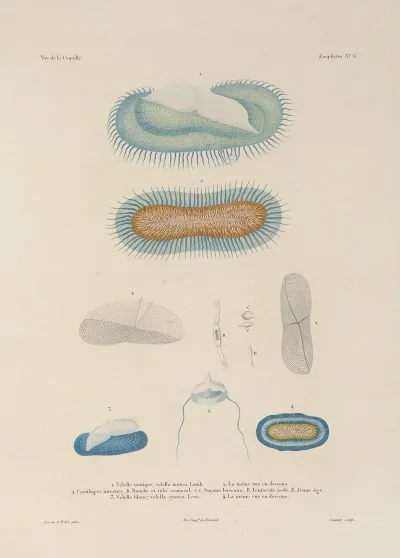 Voyage Autour Du Monde Pl 093