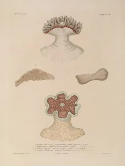 Voyage Autour Du Monde Pl 095