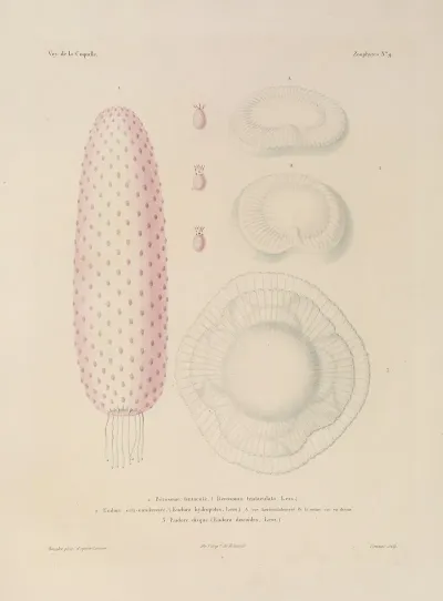 Voyage Autour Du Monde Pl 096