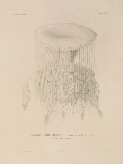 Voyage Autour Du Monde Pl 097