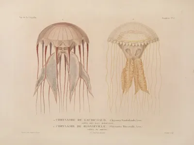 Voyage Autour Du Monde Pl 100