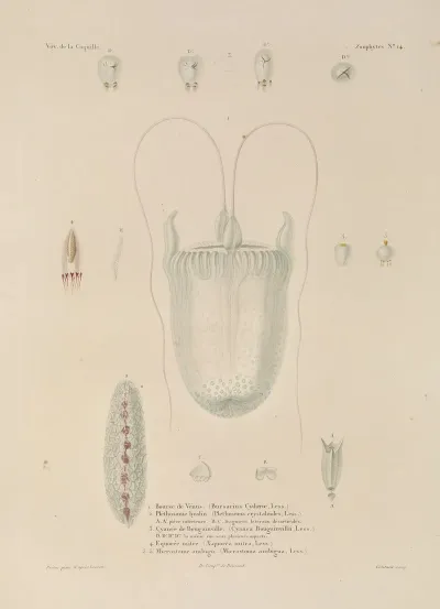 Voyage Autour Du Monde Pl 101