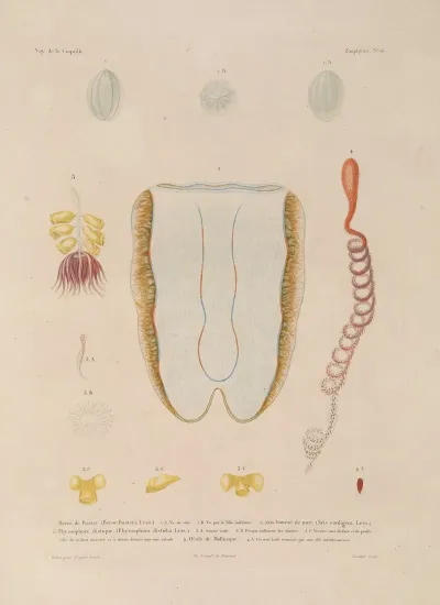 Voyage Autour Du Monde Pl 103