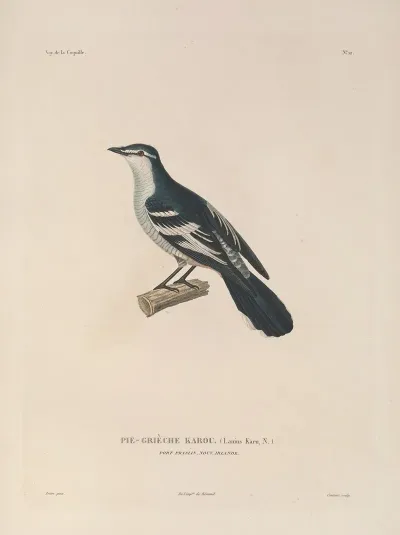 Voyage Autour Du Monde Pl 115