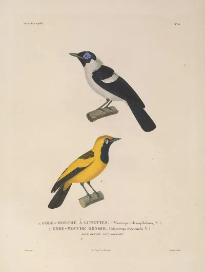 Voyage Autour Du Monde Pl 121