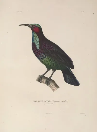 Voyage Autour Du Monde Pl 132