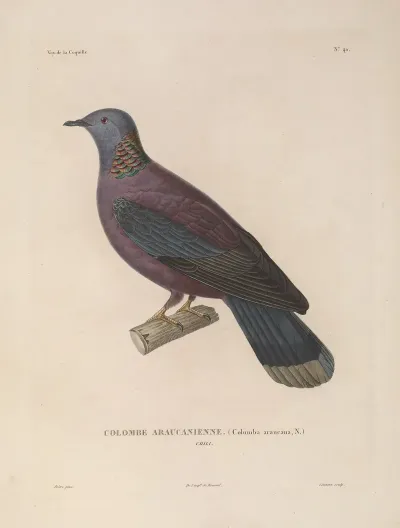 Voyage Autour Du Monde Pl 146