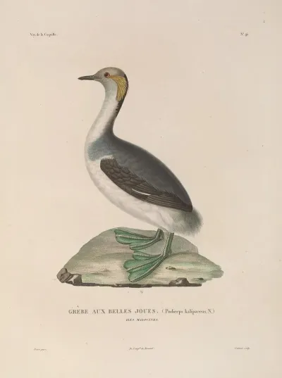 Voyage Autour Du Monde Pl 151