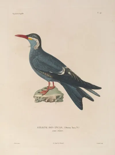 Voyage Autour Du Monde Pl 153
