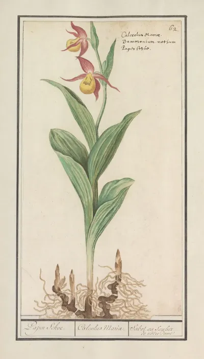 Vrouwenschoentje Cypripedium Calceolus