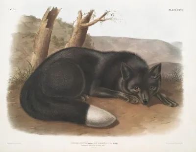 Vulpes Fulvus American Black Or Silver Fox