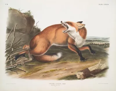 Vulpes Fulvus American Red Fox Male