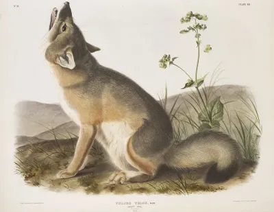 Vulpes Velox Swift Fox Natural Size Male