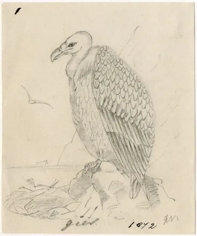 Vulture 2