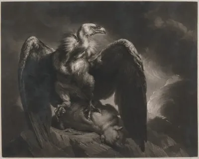 Vulture And Lamb