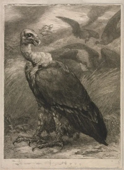 Vulture