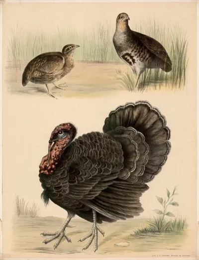 Wachtel Coturnix Communis Rebhuhn Perdrix Cinerea Truthahn Meleagris Gallopavo