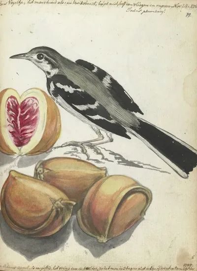 Wagtail With Fruit
