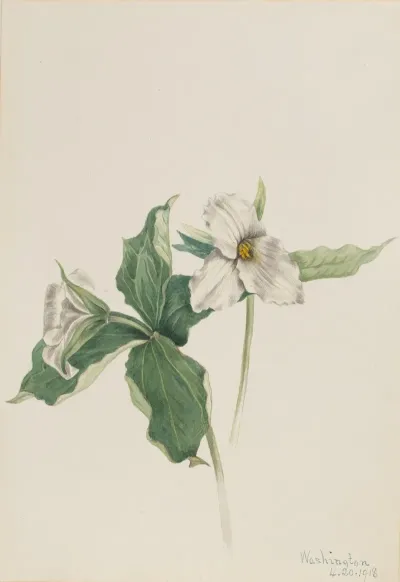 Wake Robin Trillium Grandiflorum
