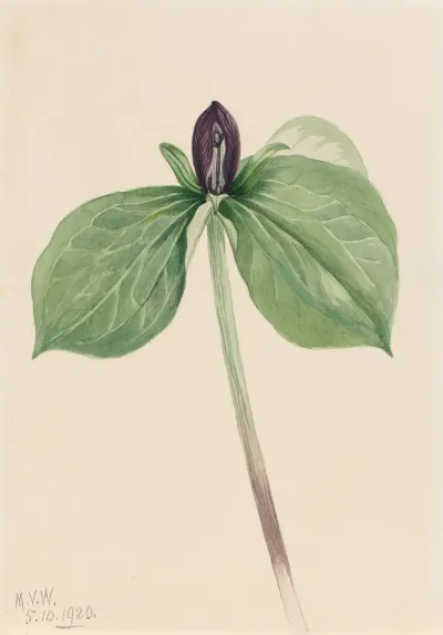 Wake Robin Trillium Sessile