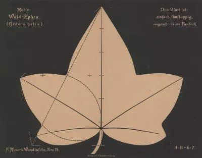 Wald Epheu Hedera Helix