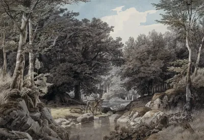 Waldinneres Mit Hirschen Am Wasser
