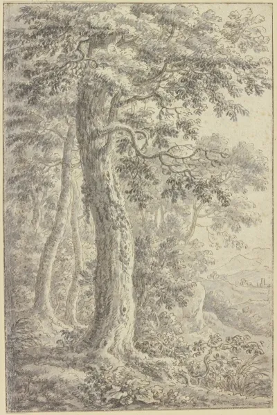 Waldlichtung Mit Ausblick In Ein Offenes Tal