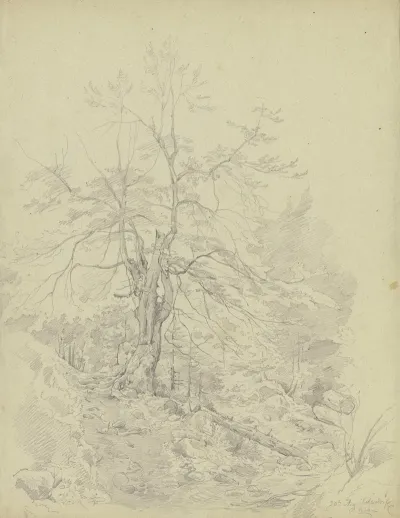 Waldpartie Bei Schlehdorf Am Kochelsee