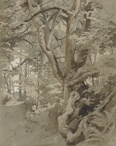 Waldpartie Mit Einer Eiche Und Farnkraut