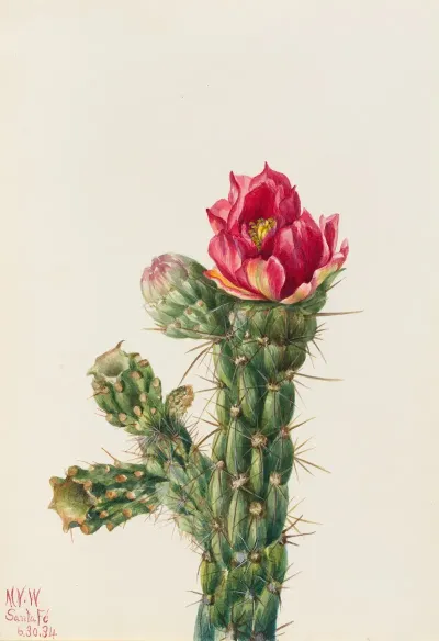 Walkingstick Cholla Opuntia Imbricata
