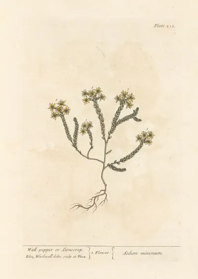 Wall Pepper Or Stonecrop