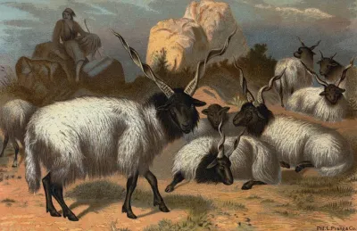 Wallachian Sheep