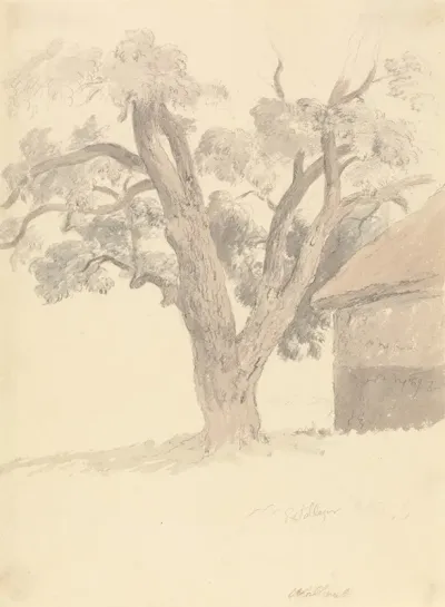 Walnut Tree