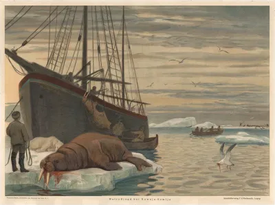 Walrus Hunting Near Novaya Zemlya