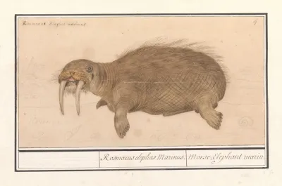 Walrus Odobenus Rosmarus Rosmarcus Elephas Marinus Morse Elephant Marin