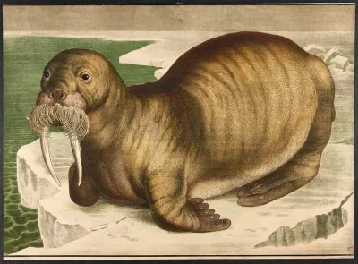 Walrus