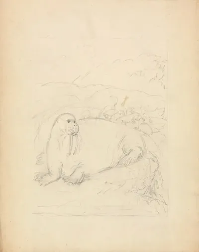 Walruses On Cliffs