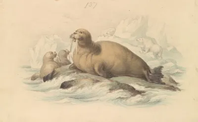 Walruses