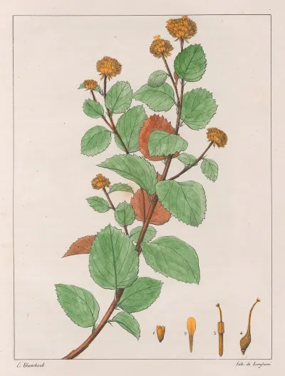 Waltheria Douradinha